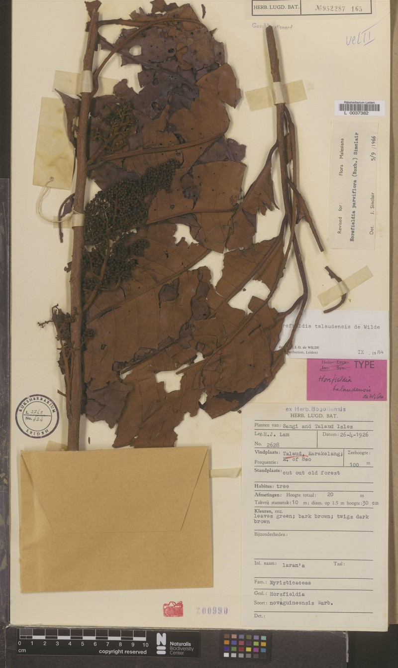 Horsfieldia talaudensis