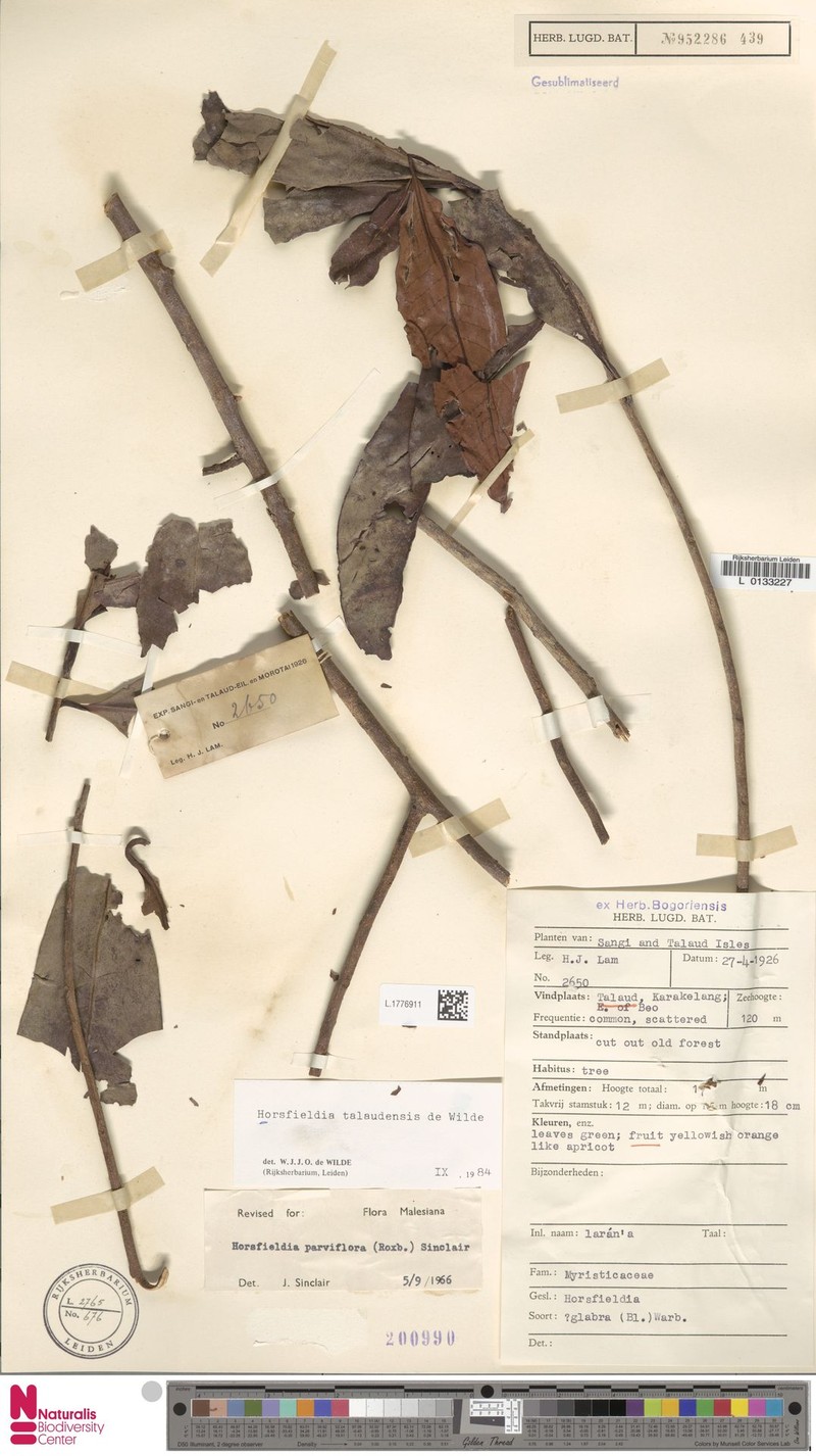 Horsfieldia talaudensis photo 3