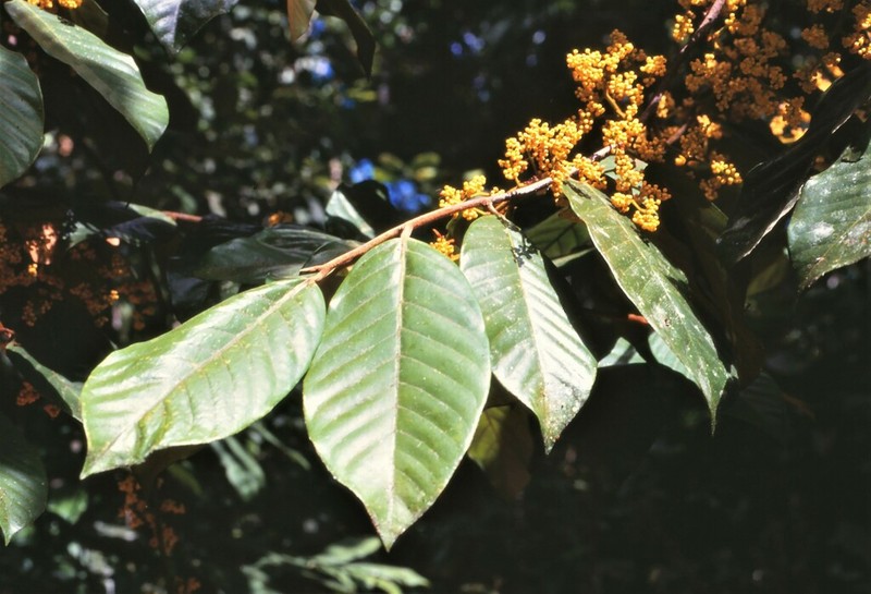 Horsfieldia tomentosa