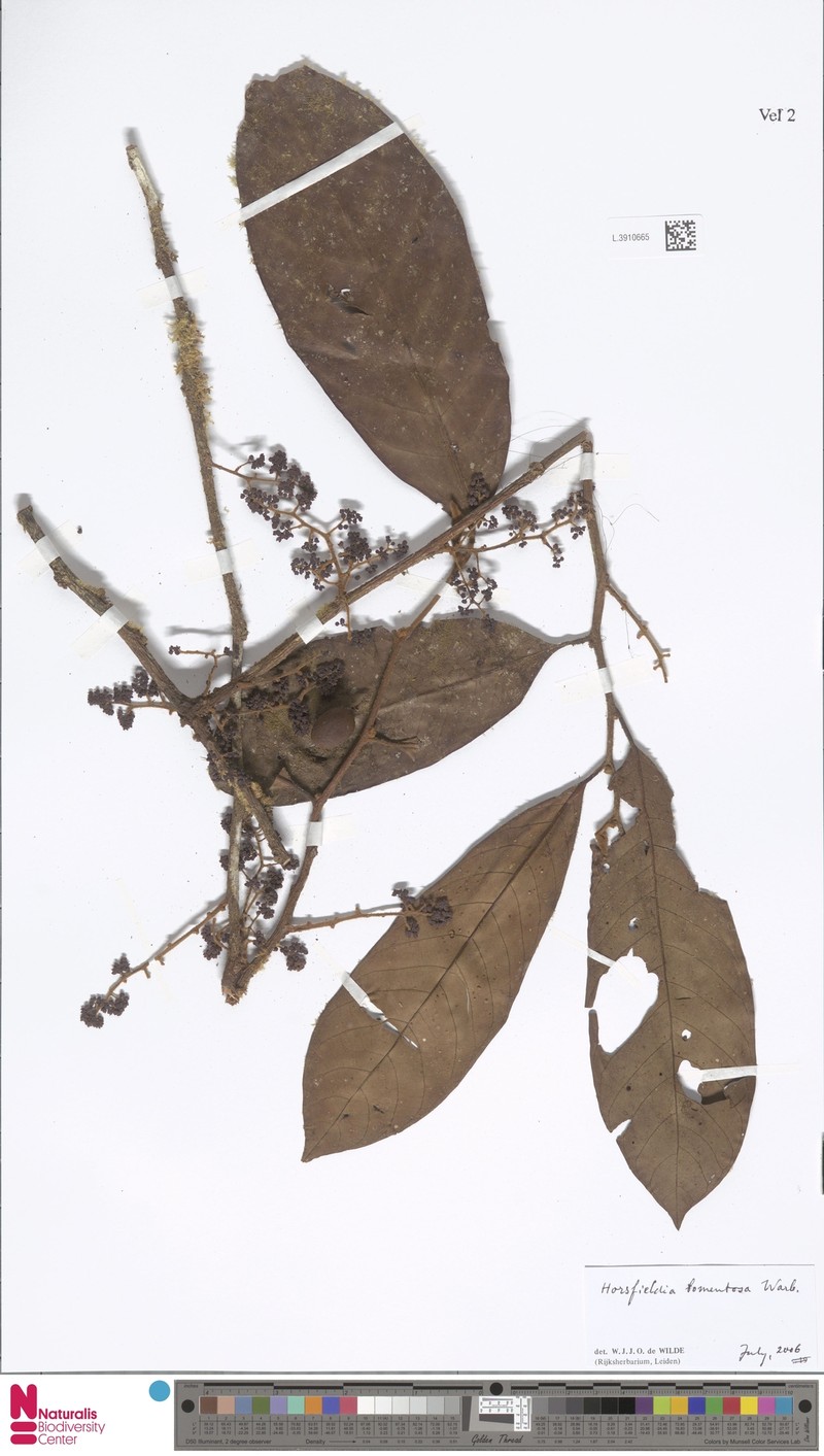 Horsfieldia tomentosa photo 5