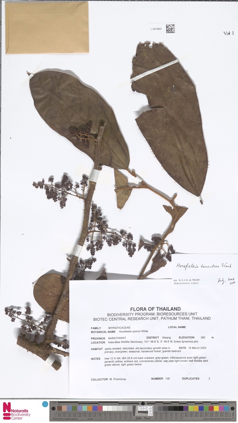 Horsfieldia tomentosa photo 6