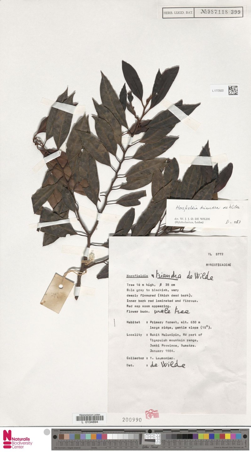 Horsfieldia triandra