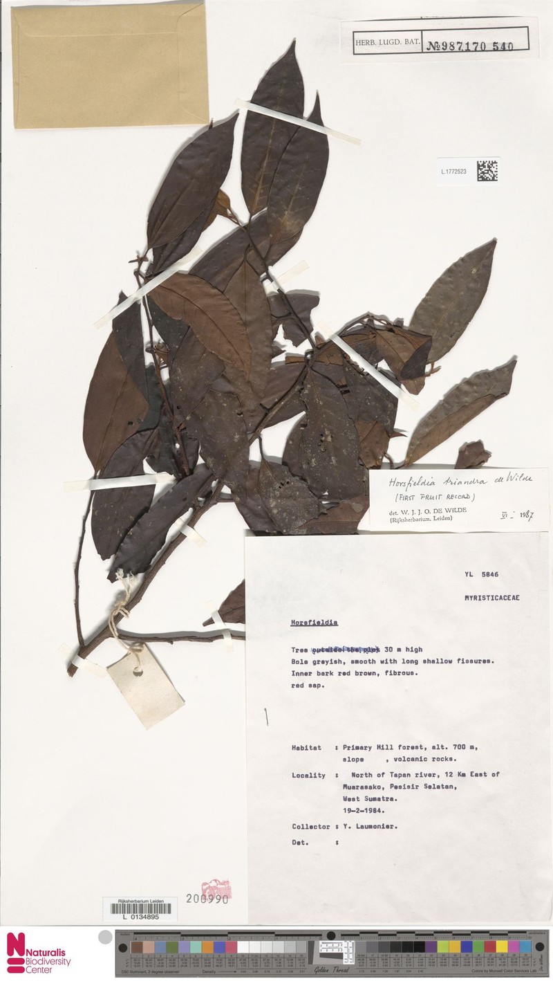 Horsfieldia triandra photo 2