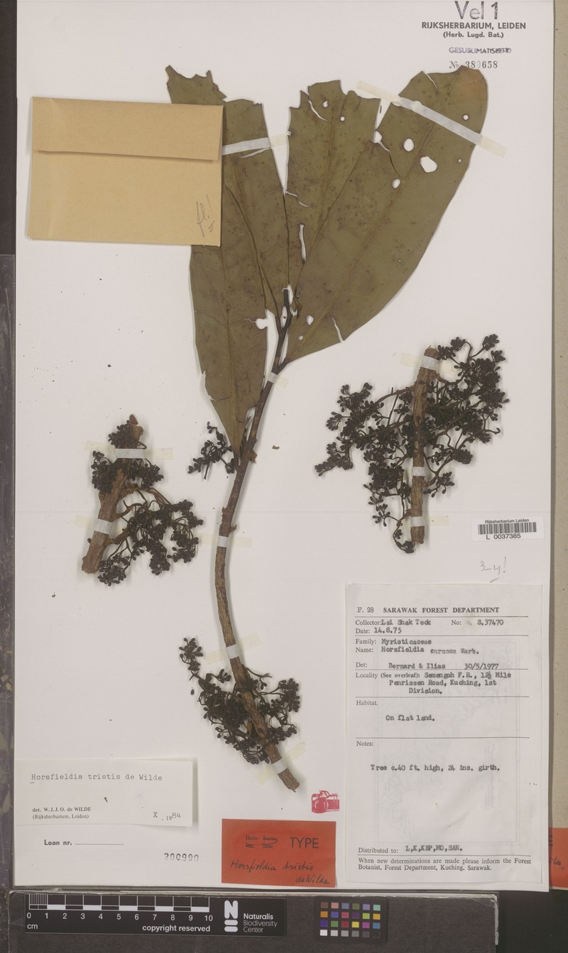 Horsfieldia tristis