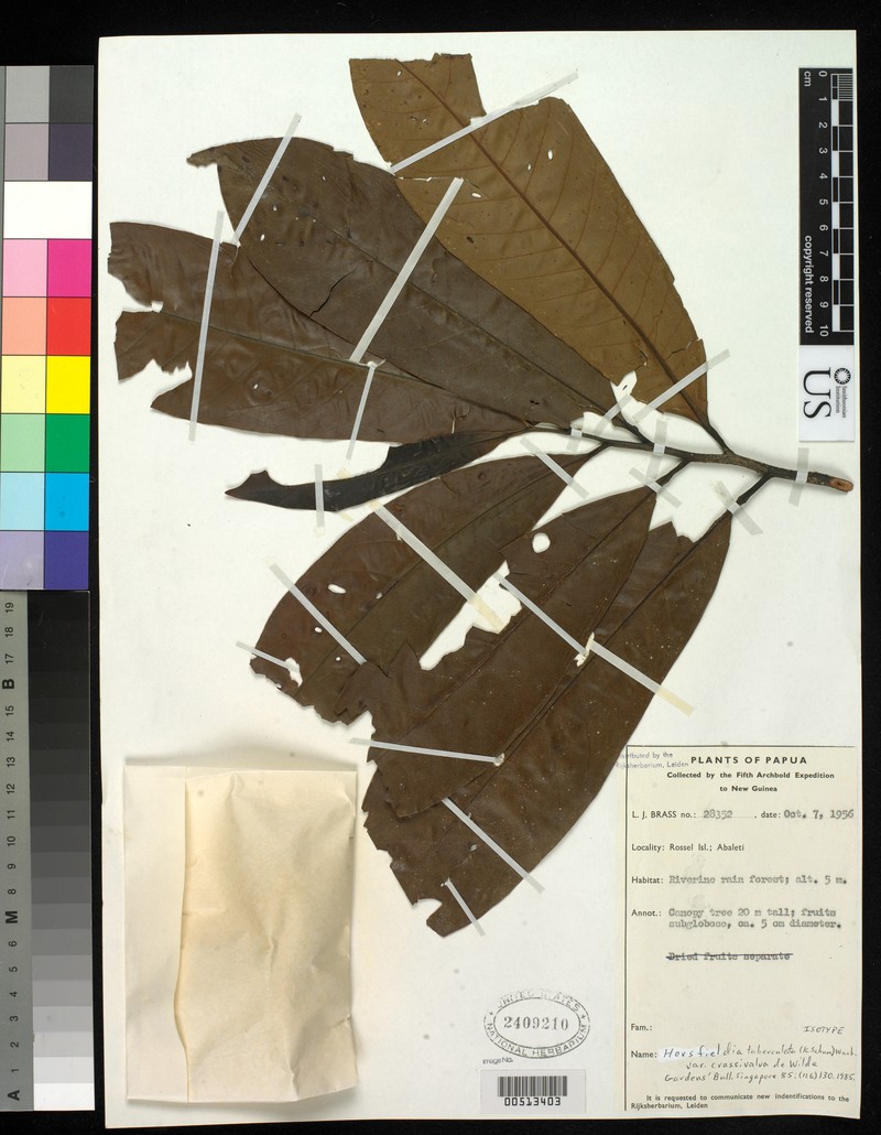Tubercled Horsfieldia