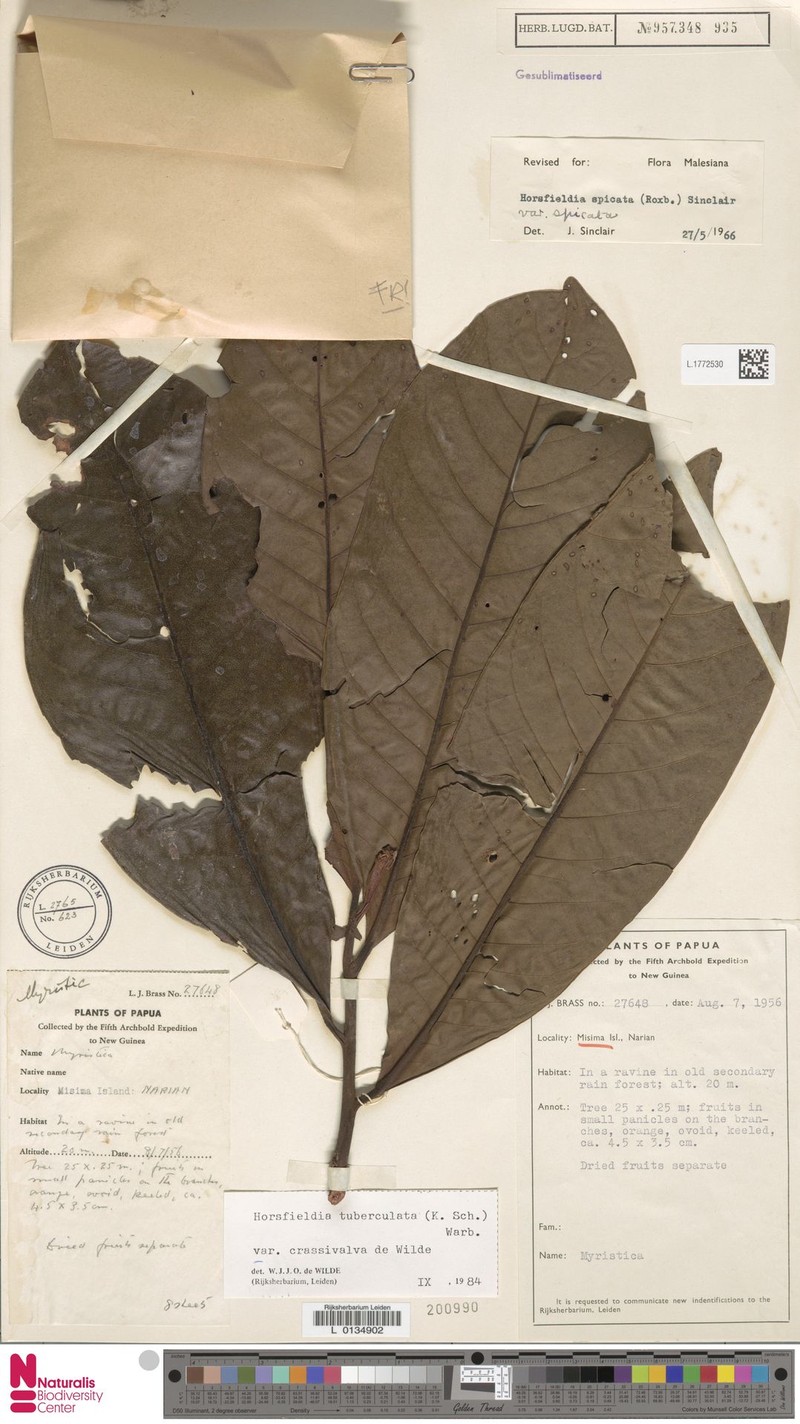 Horsfieldia tuberculata var. crassivalva