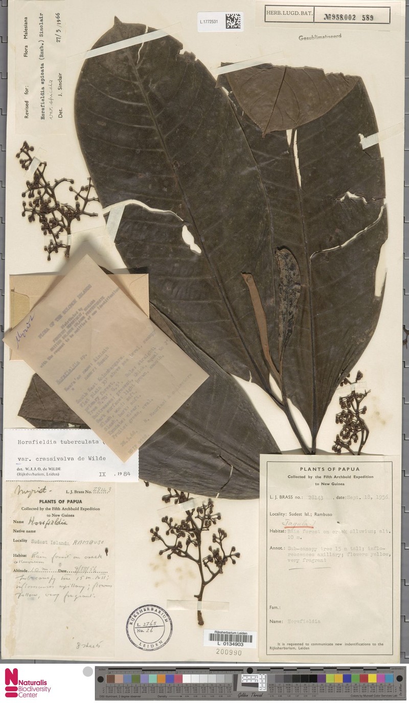 Horsfieldia tuberculata var. crassivalva photo 2