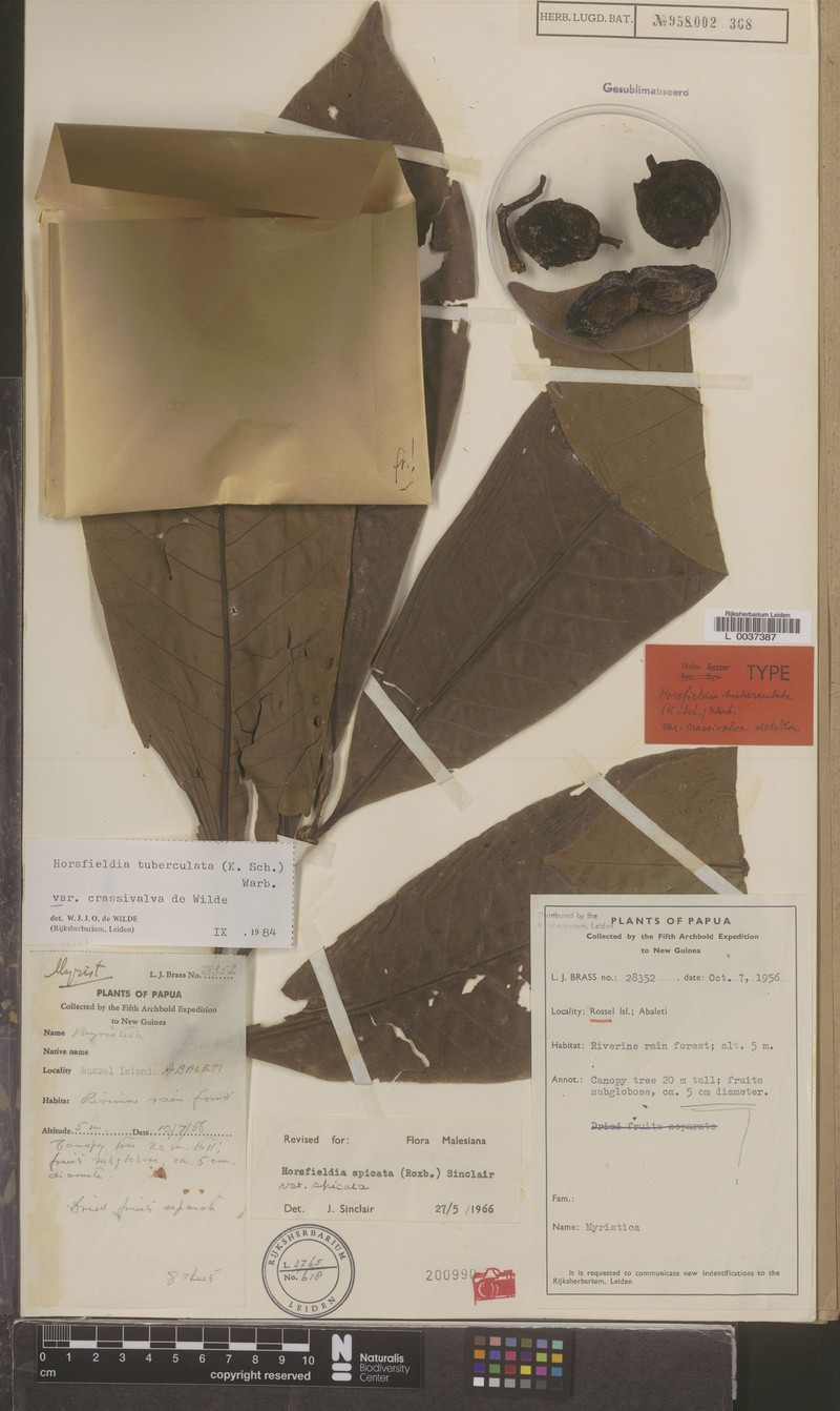 Horsfieldia tuberculata var. crassivalva photo 3