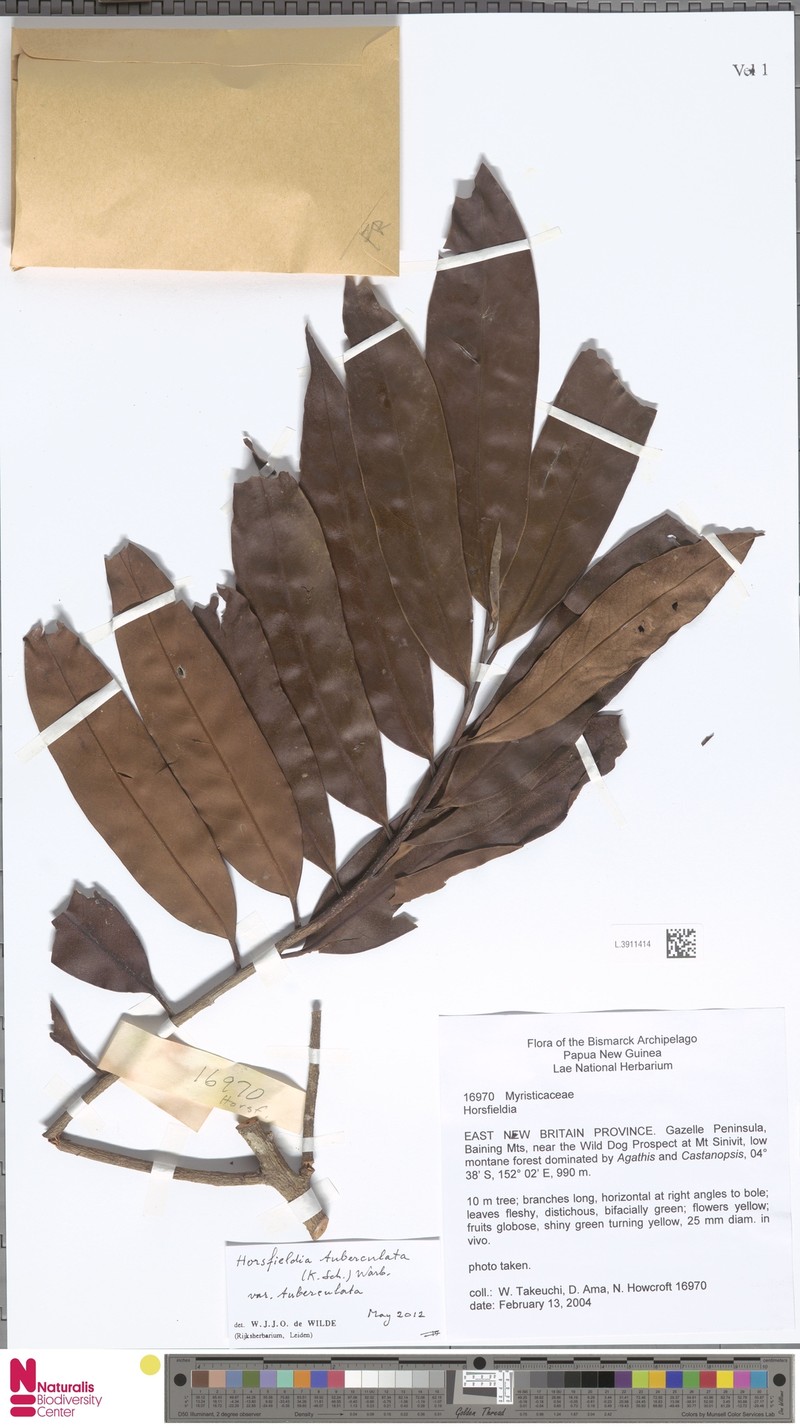 Horsfieldia tuberculata var. tuberculata