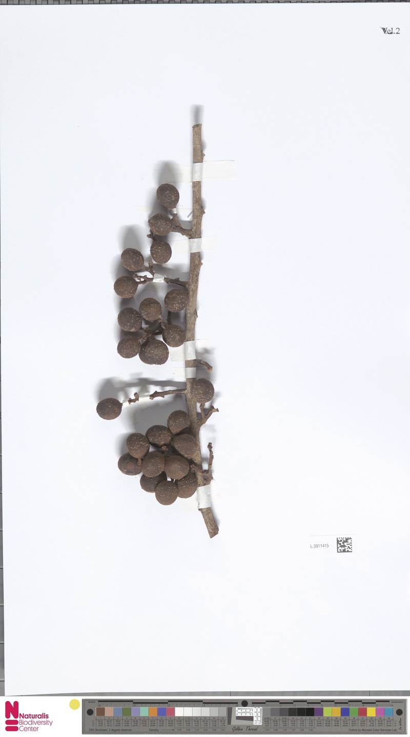 Horsfieldia tuberculata var. tuberculata photo 2