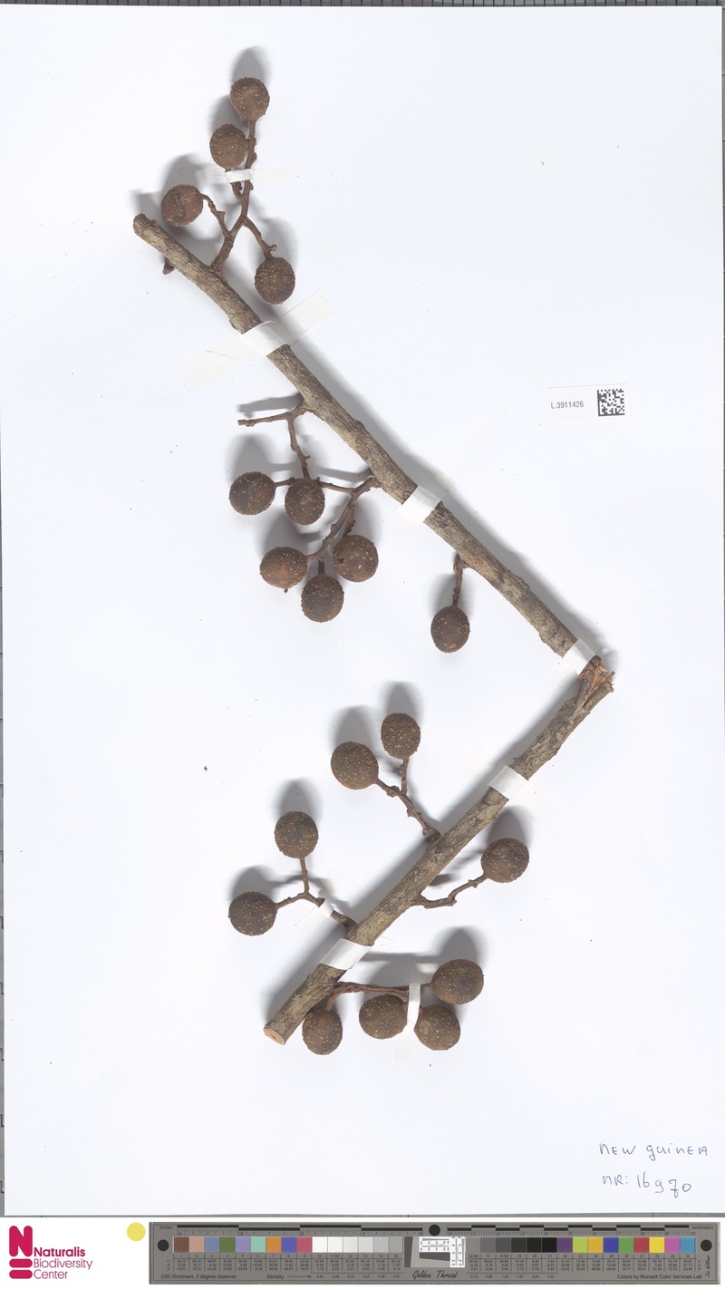 Horsfieldia tuberculata var. tuberculata photo 3