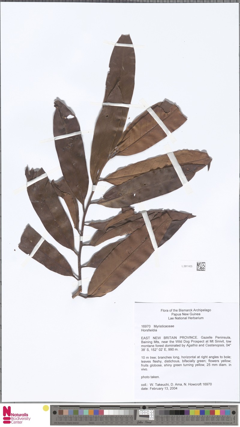 Horsfieldia tuberculata var. tuberculata photo 4
