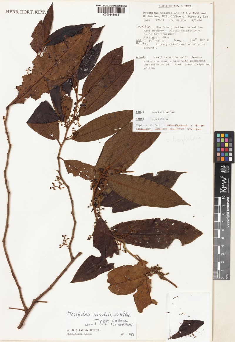 Horsfieldia urceolata
