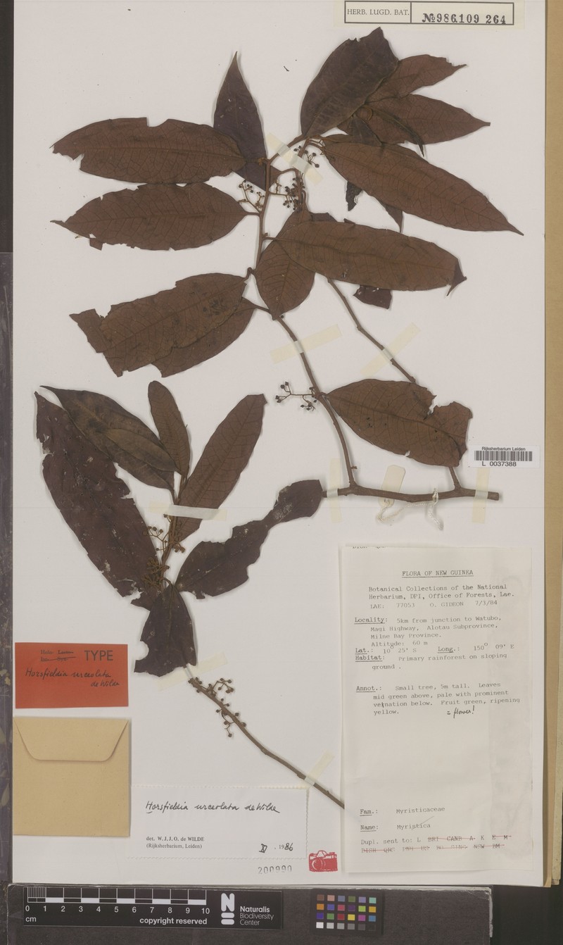 Horsfieldia urceolata photo 2
