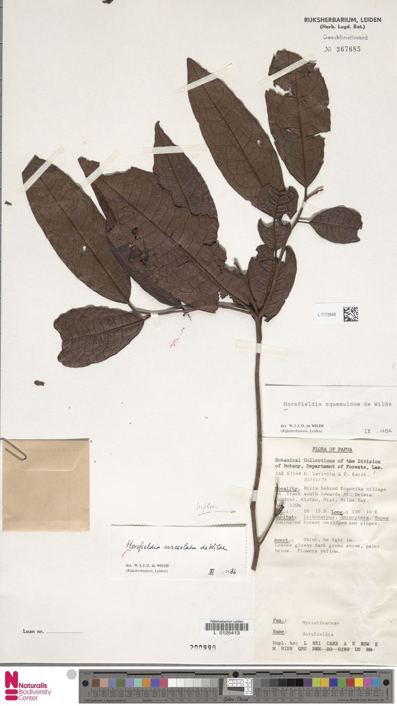Horsfieldia urceolata photo 3