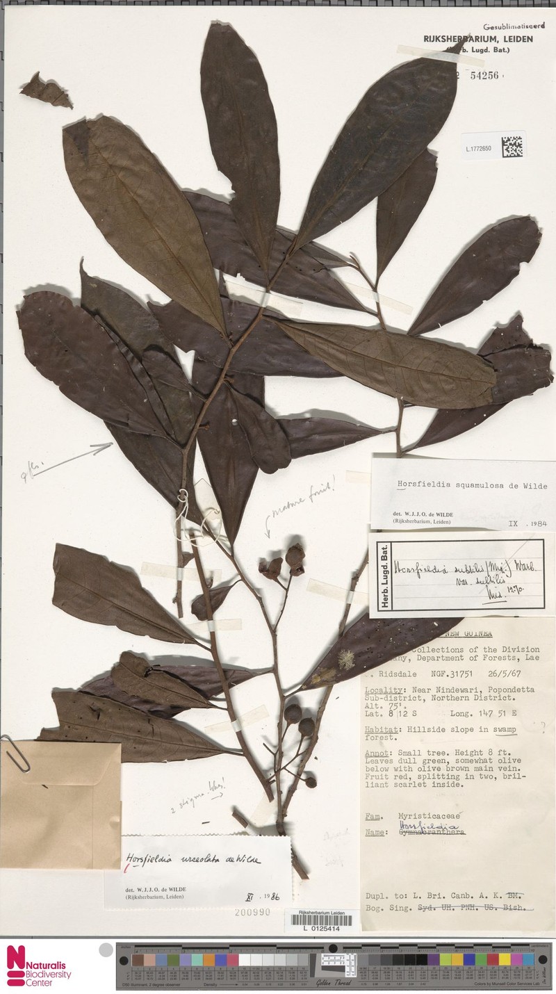 Horsfieldia urceolata photo 4