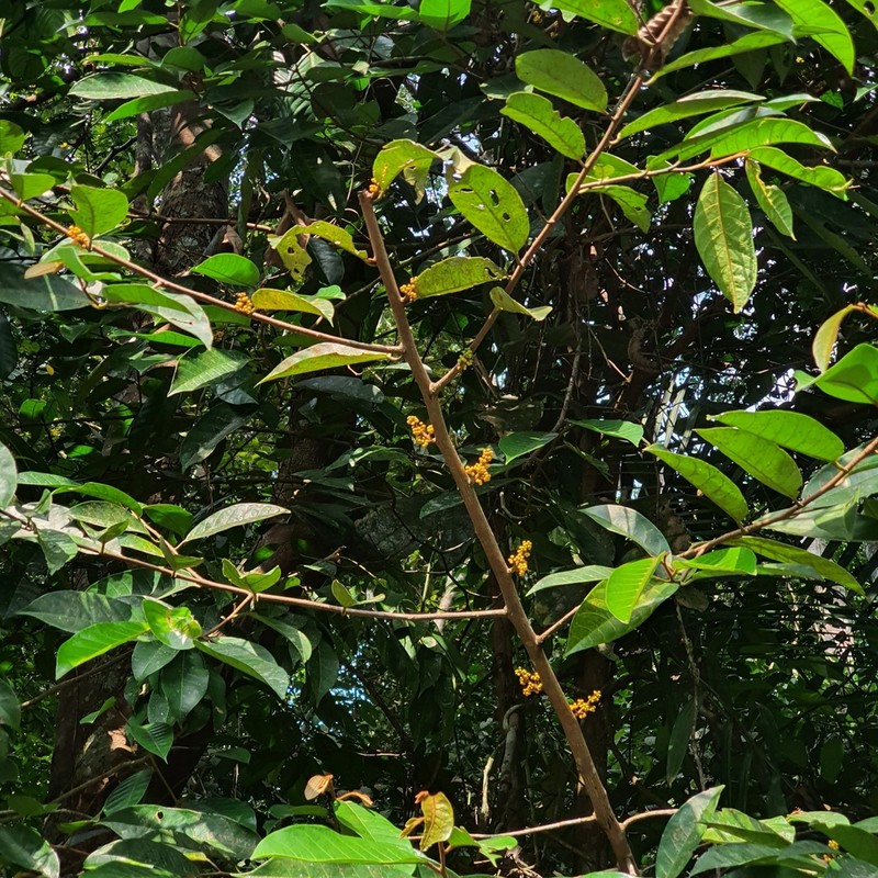 Horsfieldia wallichii