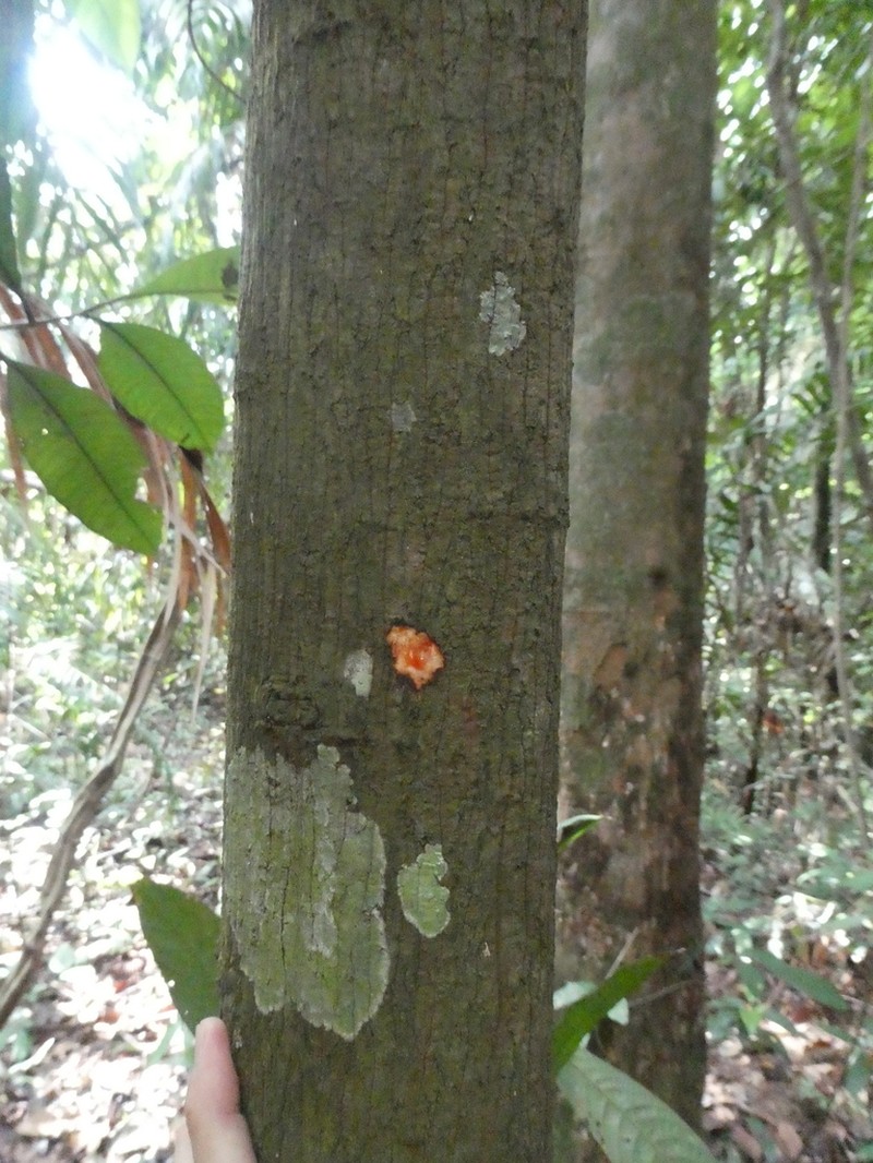 Horsfieldia wallichii photo 2