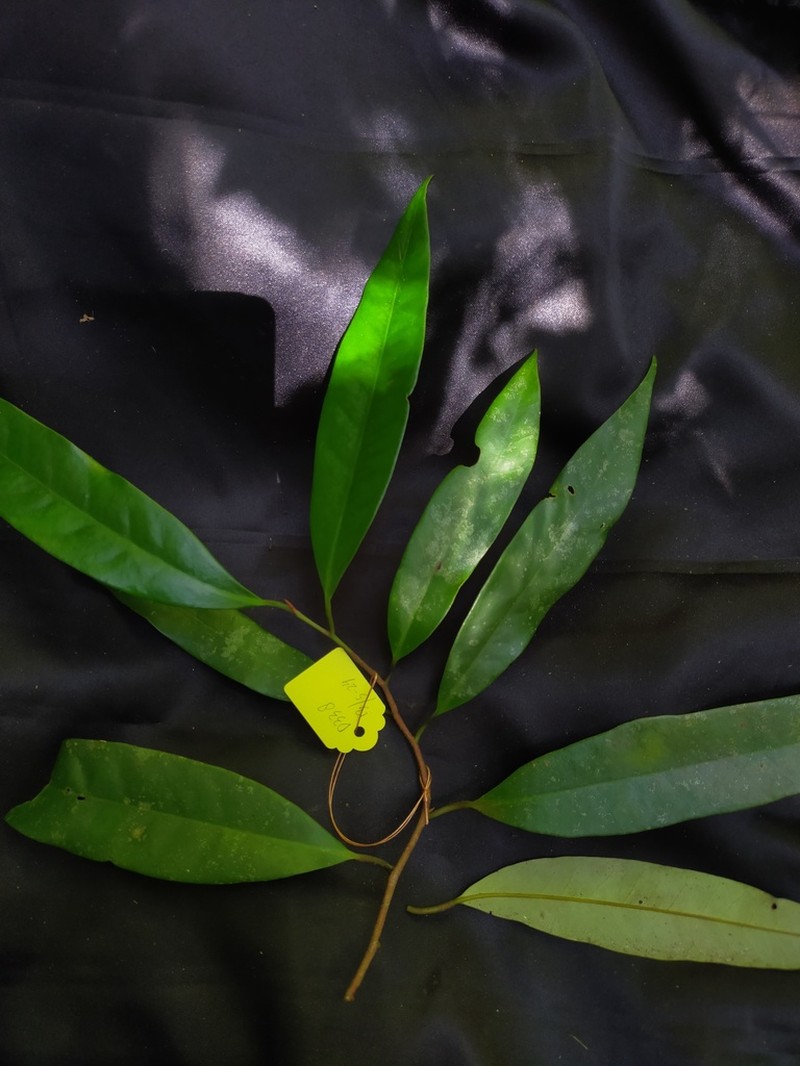 Horsfieldia wallichii photo 3