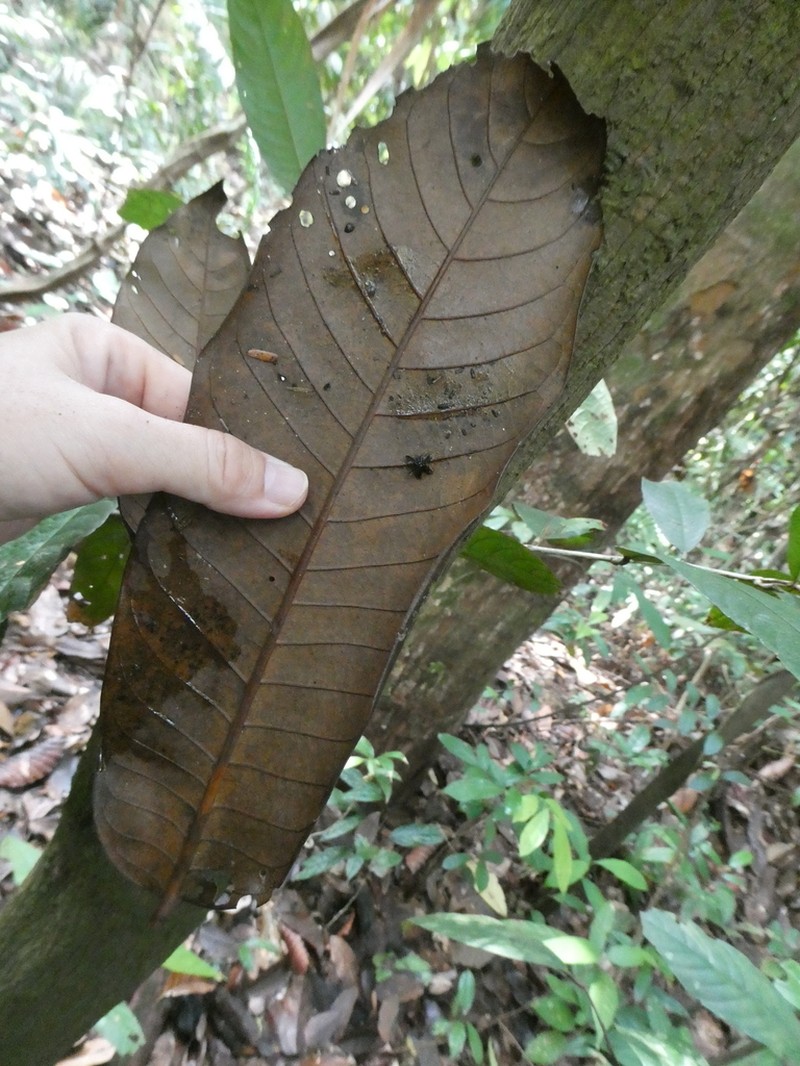 Horsfieldia wallichii photo 4