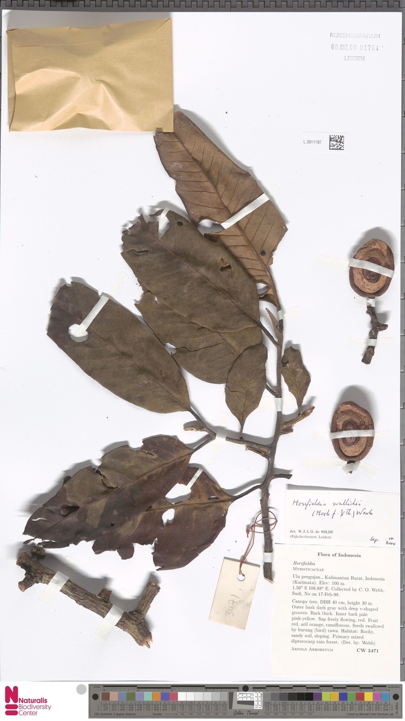 Horsfieldia wallichii photo 8