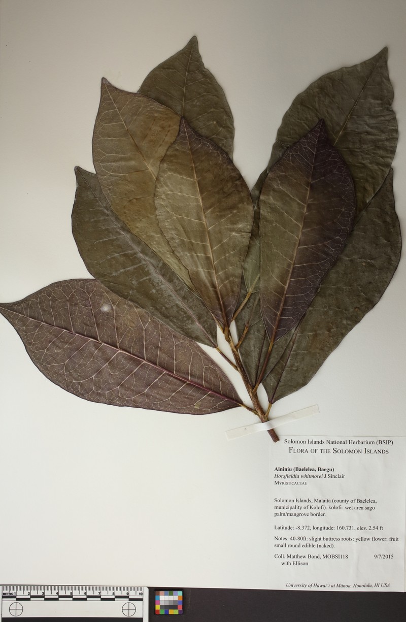 Horsfieldia whitmorei