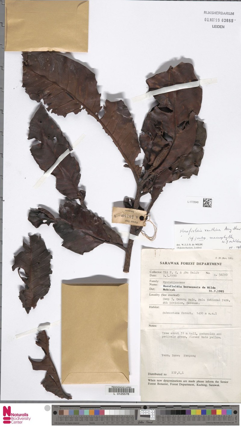 Horsfieldia xanthina subsp. macrophylla
