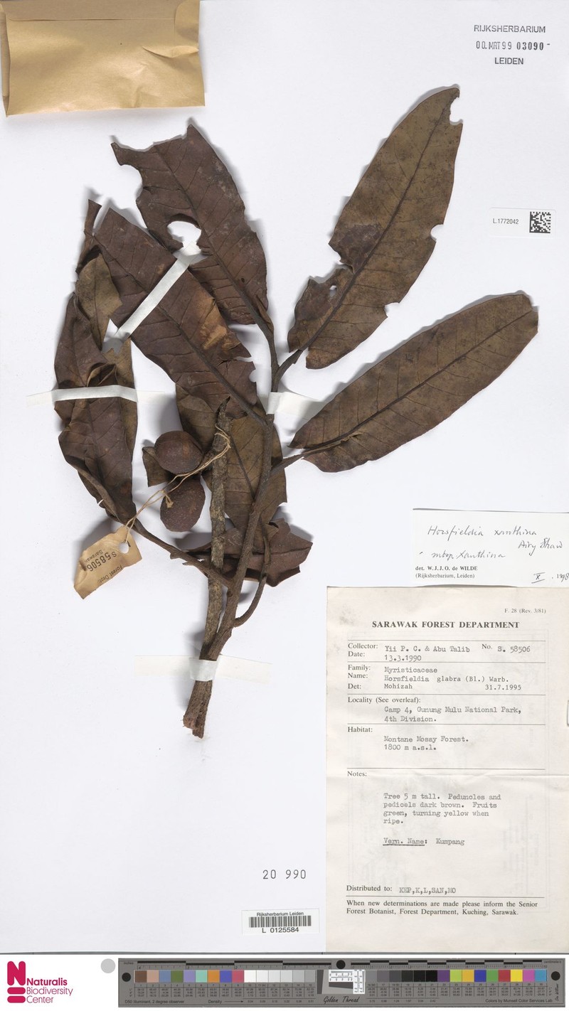 Horsfieldia xanthina subsp. xanthina
