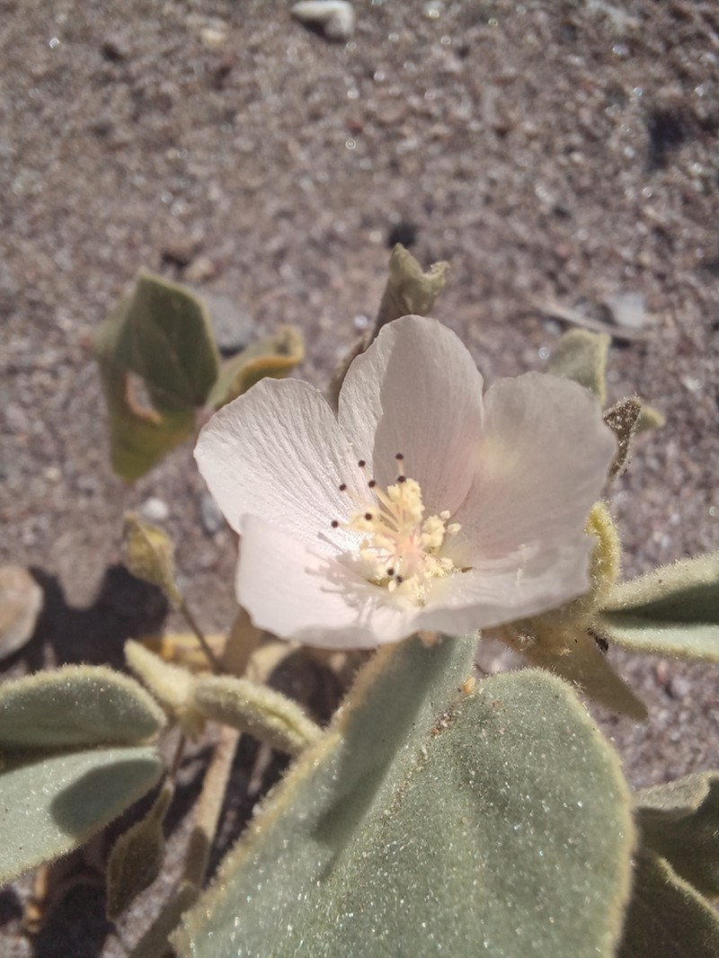 Pink Velvetmallow