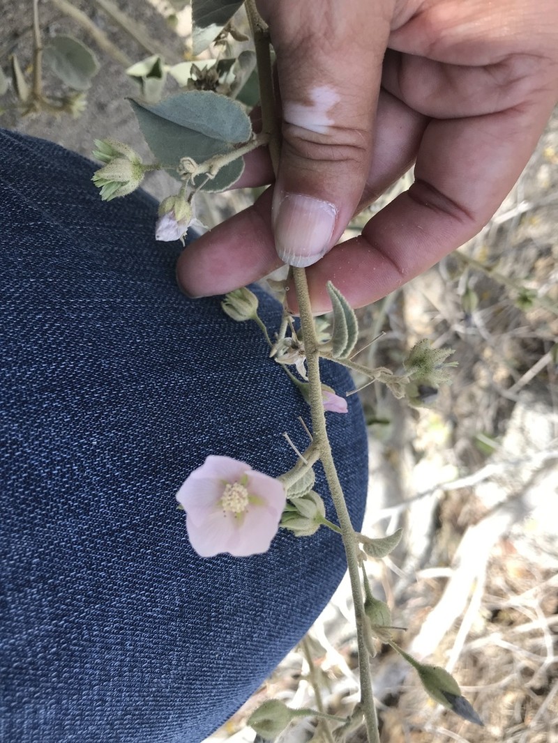 Pink Velvetmallow photo 3