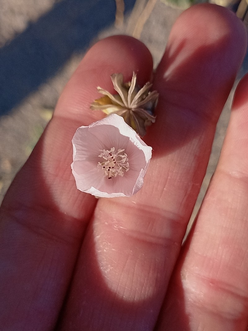 Pink Velvetmallow photo 4