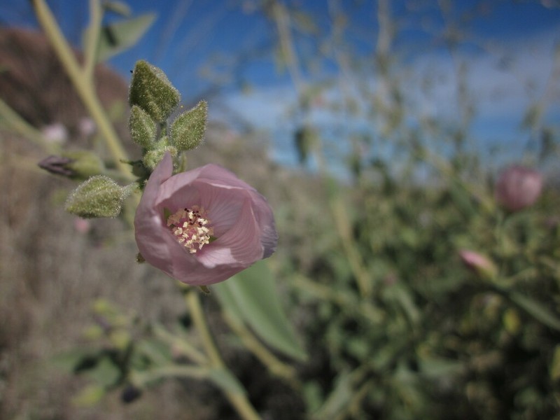 Pink Velvetmallow photo 5