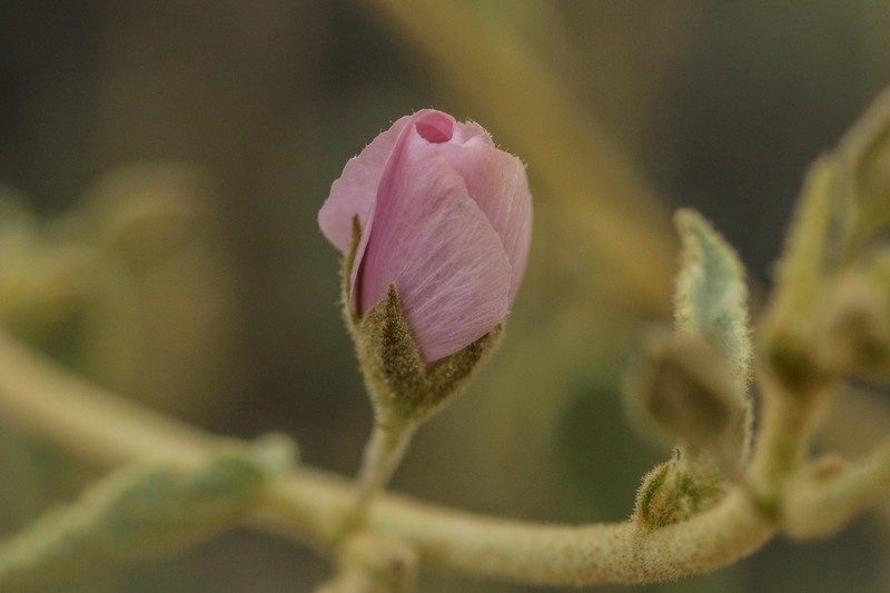 Pink Velvetmallow photo 6