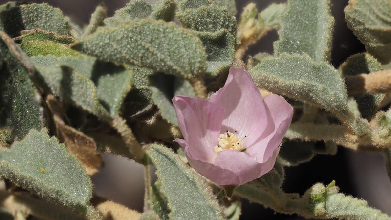Pink Velvetmallow photo 8