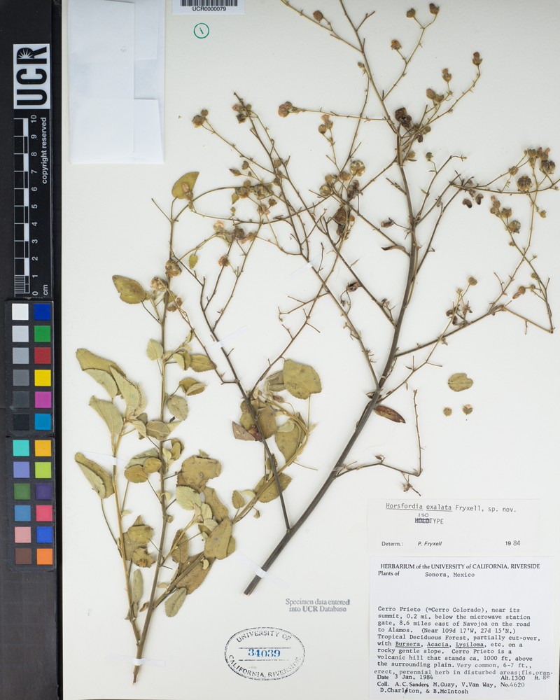 Horsfordia exalata