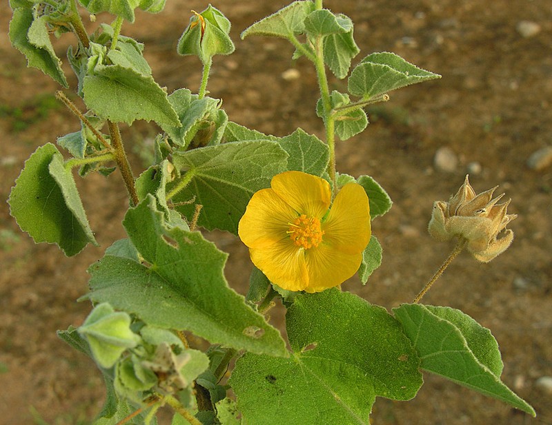Newberry's Velvetmallow