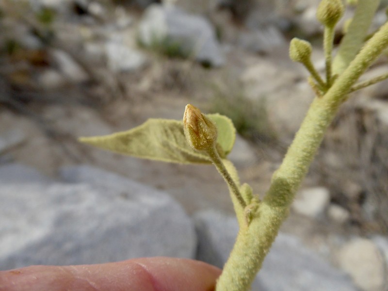 Newberry's Velvetmallow photo 3