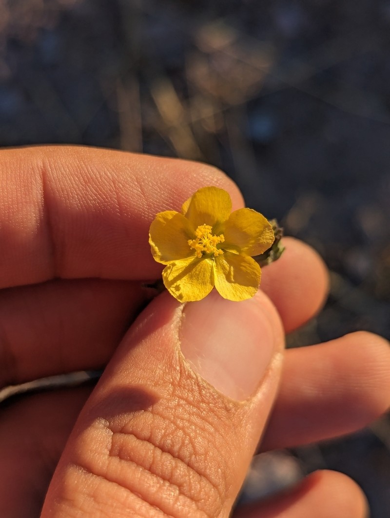 Horsfordia rotundifolia