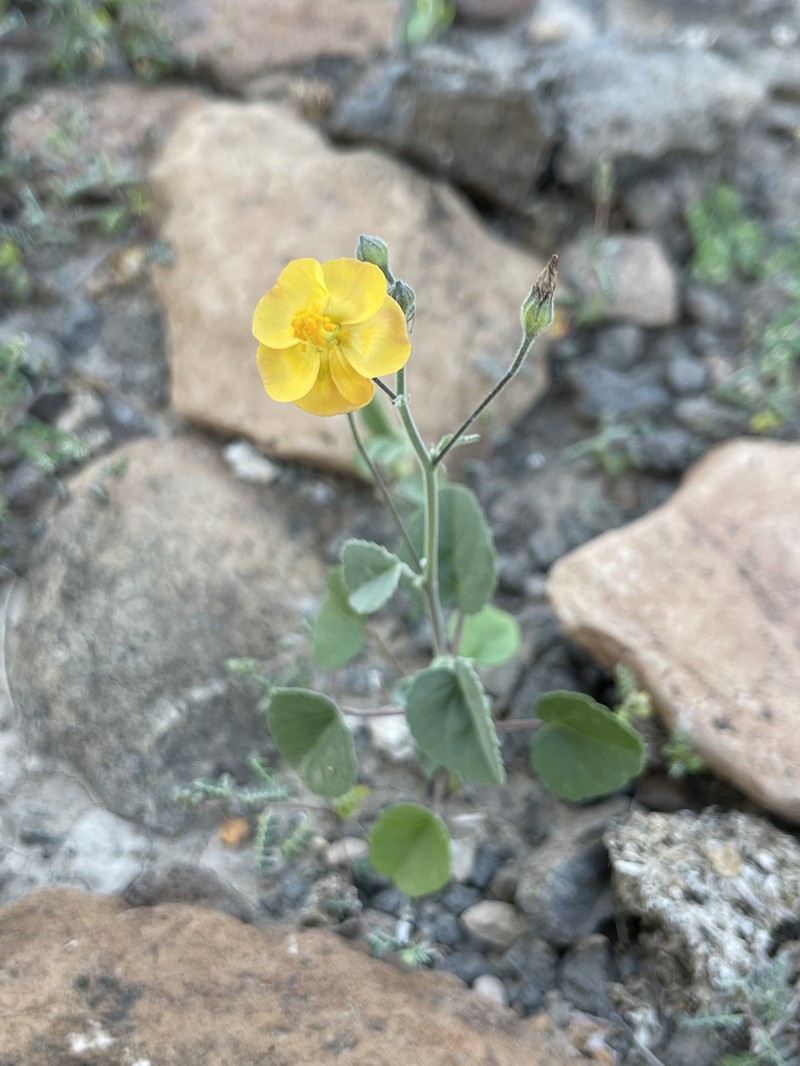 Horsfordia rotundifolia photo 2