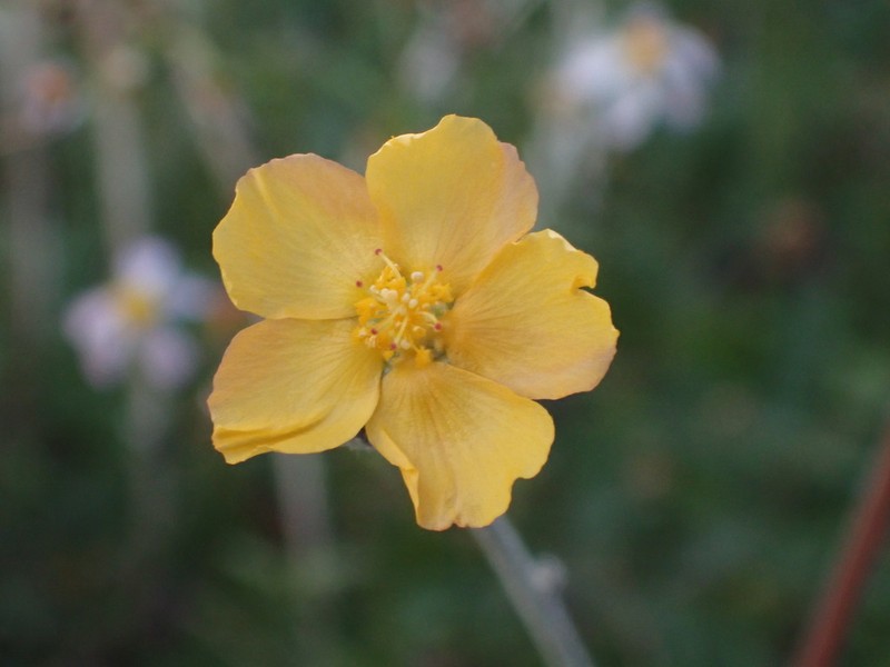 Horsfordia rotundifolia photo 4