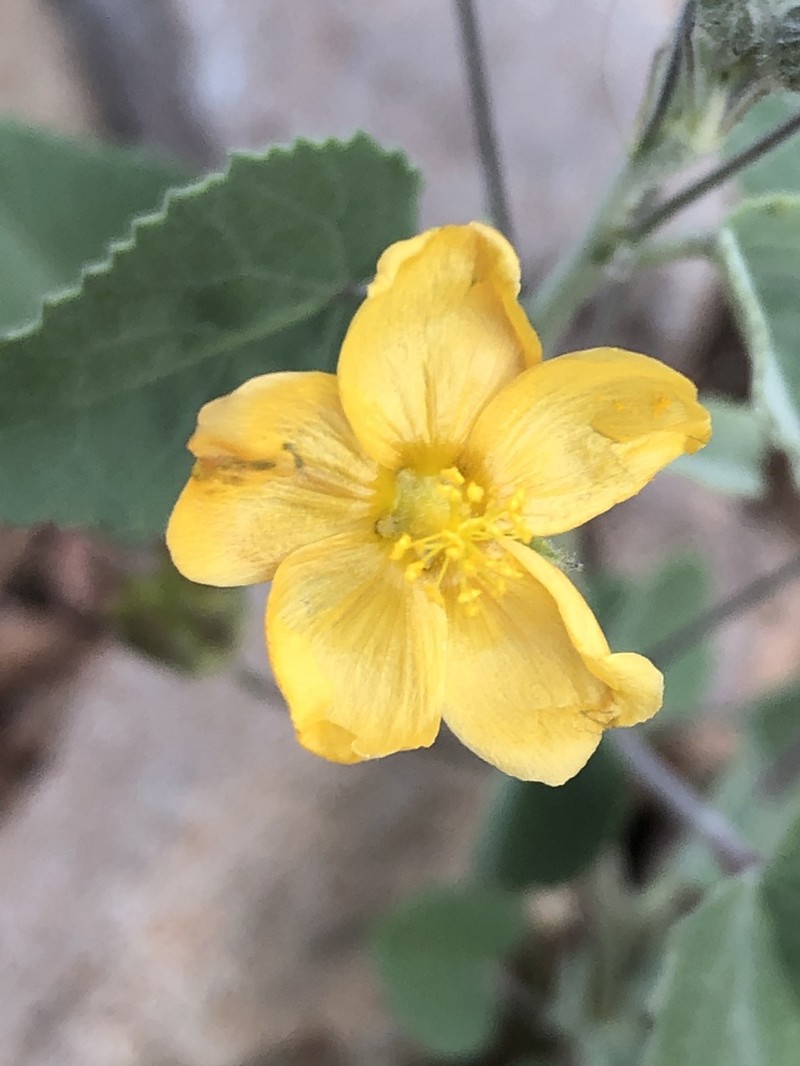 Horsfordia rotundifolia photo 5