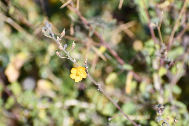 Horsfordia rotundifolia photo 7
