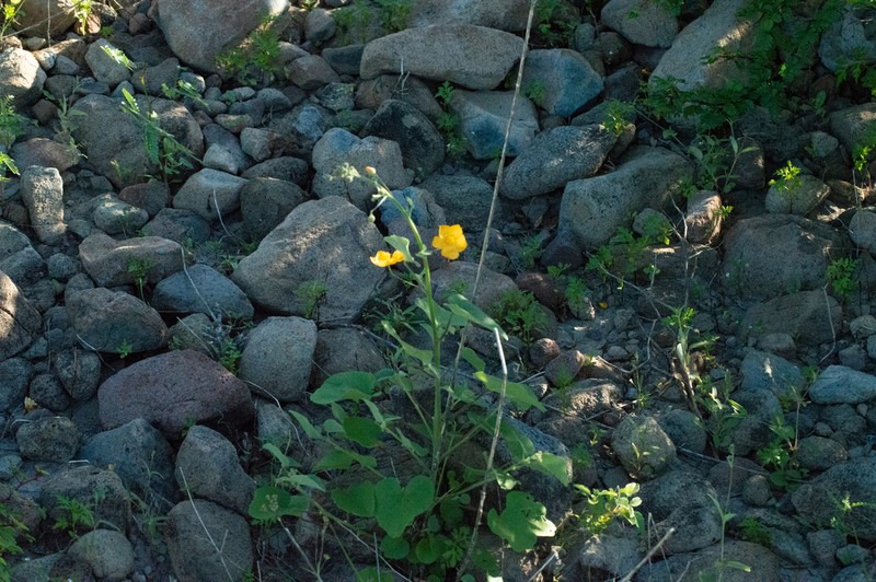 Horsfordia rotundifolia photo 8
