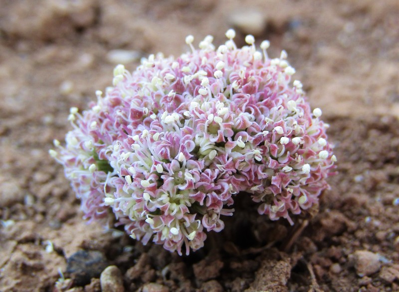 Horstrissea dolinicola