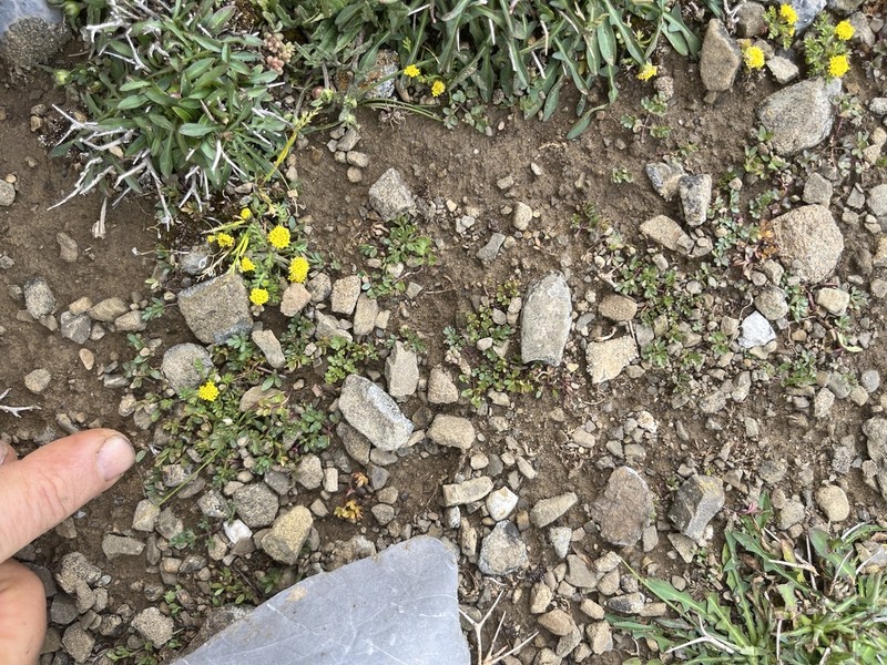 Horstrissea dolinicola photo 3