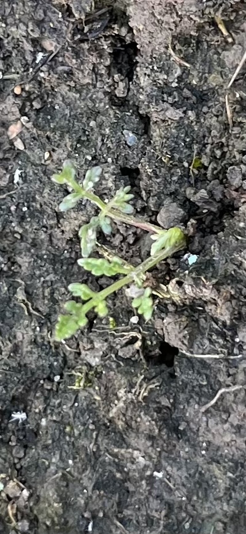 Horstrissea dolinicola photo 4
