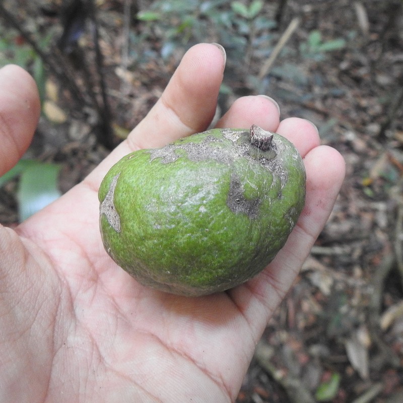 Hortia brasiliana