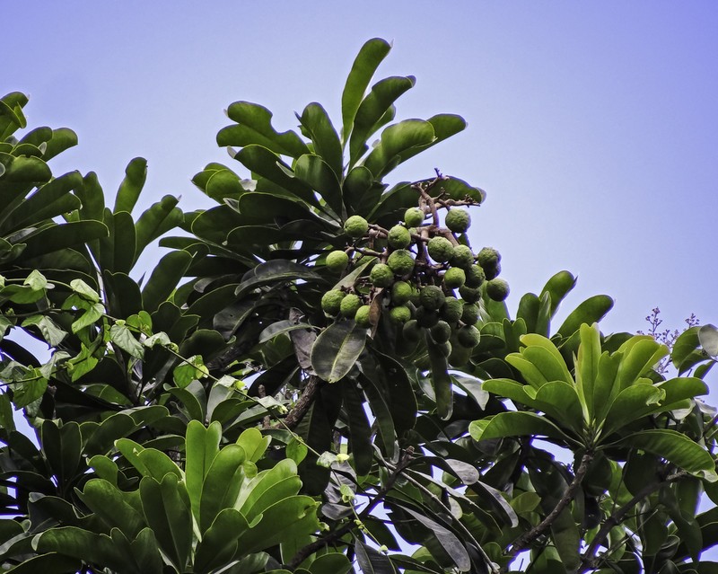 Hortia brasiliana photo 2