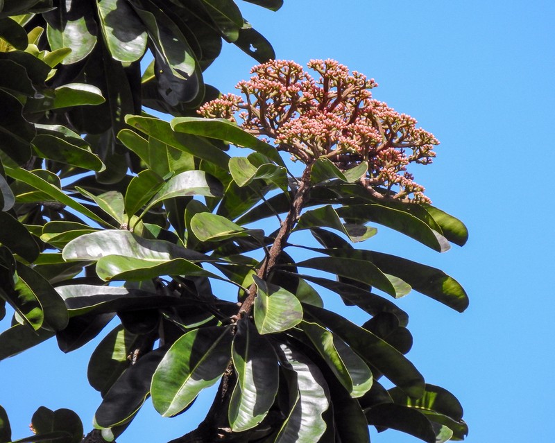 Hortia brasiliana photo 3