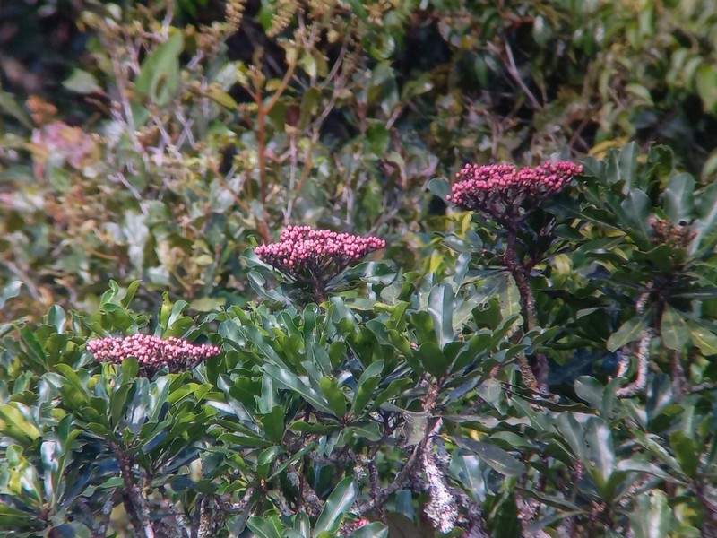 Hortia brasiliana photo 5